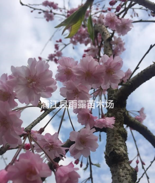 供應垂枝櫻花，八重紅枝垂