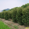 紅葉石楠柱報價/浙江紅葉石楠柱報價
