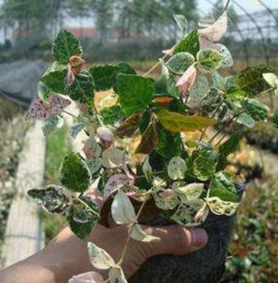 花葉絡石