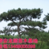 景觀松