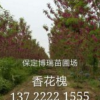 速生柳，香花槐，五角楓