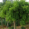 鄢陵縣永博花卉苗圃園 3-25公分國槐直銷 樹形好 品質優 規格齊全