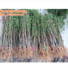 桃樹苗_泰山苗木基地_桃樹苗種植技術