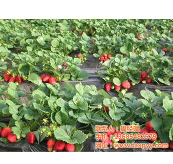 草莓苗、草莓苗品種、鑫平園藝