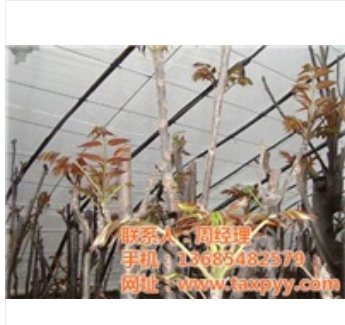 鑫平園藝(圖)_北京香椿苗基地_香椿苗