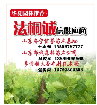 山西法桐小苗供應(yīng)商、華夏園林、臨汾法桐
