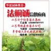 山西法桐小苗供應(yīng)商、華夏園林、臨汾法桐