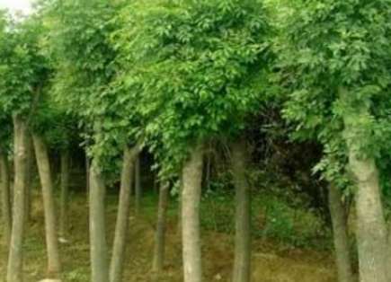 1—4年冠移栽種植國槐、白臘、速生白臘、欒樹