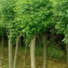1—4年冠移栽種植國槐、白臘、速生白臘、欒樹