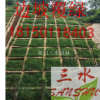 暖季型草種狗牙根大量供應包衣狗牙根草籽 耐踏型護坡草坪種子 綠化草種批發