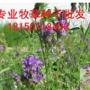 牧草種子25kg/袋