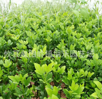 基地直銷綠化苗木枳殼小苗成活率高 枸橘小苗種植枳殼苗