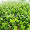 基地直銷綠化苗木枳殼小苗成活率高 枸橘小苗種植枳殼苗