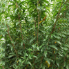 供應果樹嫁接石榴樹苗南方北方種植盆栽地栽石榴四季庭院石榴樹
