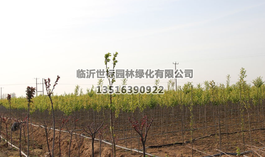 山東加拿大紅櫻5*新報(bào)價(jià)/加拿大紅櫻5圖片