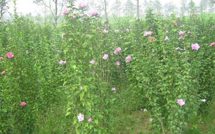 江蘇木槿5*新報價/木槿5圖片