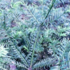 供應香榧嫁接苗 2+1小苗 2-10公分大苗