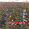 紅葉石楠小苗 綠化工程苗 石楠苗色塊綠化石楠苗風景樹基地發貨
