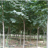 早櫻 綠植花卉基地直銷 質量優 規格全