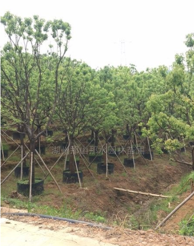 浙江香樟容器苗2介紹
