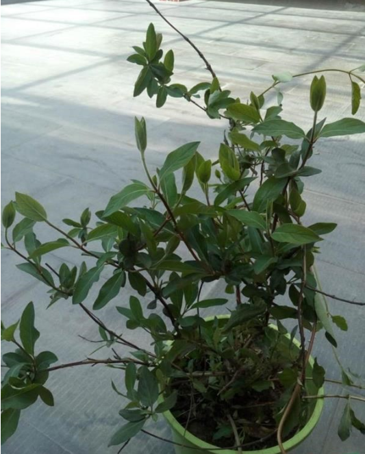 金銀花（多花忍東）