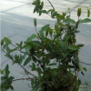 金銀花（多花忍?hào)|）