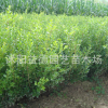批發大葉黃楊優質大葉黃楊 綠化工程品種齊全 量大優惠
