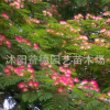 合歡樹苗批發(fā) 庭院觀花植物 綠化工程花卉苗木 規(guī)格齊全 行道樹