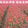 熱銷供應(yīng) 紅羅賓獨(dú)桿石楠小苗10-80cm 咸寧紅葉石楠苗