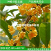 苗木 桂花樹苗批發(fā)金桂 桂花苗50-80cm濃香型庭院植物 自產(chǎn)自銷