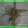 桂花樹苗批發(fā)金桂丹桂 直徑1公分花香 庭院綠化苗木 觀花植物盆栽