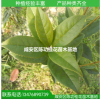 桂花樹苗批發(fā)丹桂 狀元紅 苗木 30-50cm濃香型庭院植物 自產(chǎn)自銷
