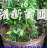 福建福州廣東木荷苗 江西木荷苗 福建木荷苗