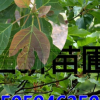 檫樹苗 檫木苗 檫樹種子