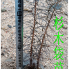 杉木袋苗 杉木輕基質苗 杉木杯苗 杉木容器苗