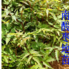 南酸棗地苗 南酸棗苗 南酸棗種子