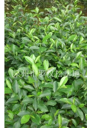 福建含笑哪里最便宜，含笑價格，哪里有大量含笑，含笑種植基地