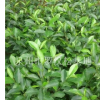 福建含笑哪里最便宜，含笑價格，哪里有大量含笑，含笑種植基地