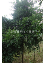 福建小葉竹柏，泉州竹柏行情，
