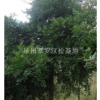 福建小葉竹柏，泉州竹柏行情，