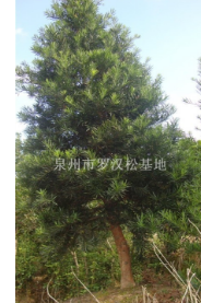12公分羅漢松福建最大羅漢松基地，哪里的羅漢松最便宜，泉州羅漢松價格