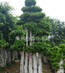 福建漳州沙西本土造型榕樹樁頭/嫁接小葉榕盆景/多桿小葉榕樁頭