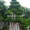 福建漳州沙西本土造型榕樹樁頭/嫁接小葉榕盆景/多桿小葉榕樁頭