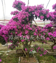 漳州三角梅樁頭，造型三角梅盆景