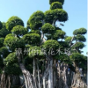 貴州榕江縣小葉榕樁頭，造型榕樹樁頭批發價格