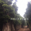 樹冠傘形造型小葉榕樁頭清泉苗木基地批發包上車包挖等服務