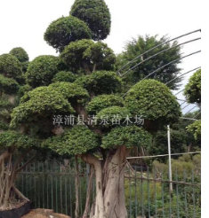 榕樹供應(yīng)胸徑40-300公分精品造型小葉榕樁頭價格2000元福建貨源