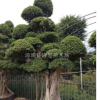 榕樹供應胸徑40-300公分精品造型小葉榕樁頭價格2000元福建貨源