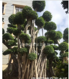 小葉榕榕樹樁頭4.5米高白根賞葉茂盛
