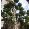 小葉榕榕樹樁頭4.5米高白根賞葉茂盛